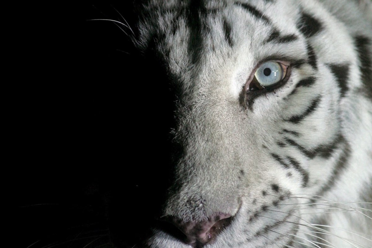 "Белый тигр" 2021г.