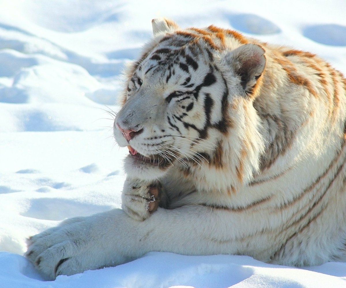 Белый тигр кузов