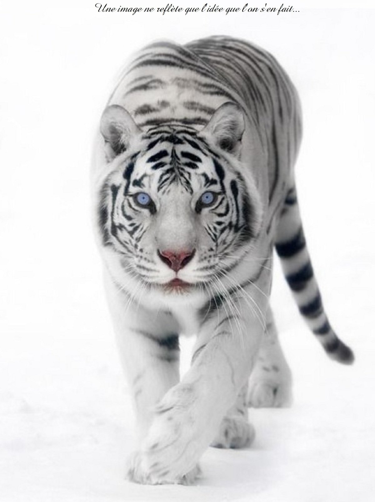 Красивые картинки животных на аватарку