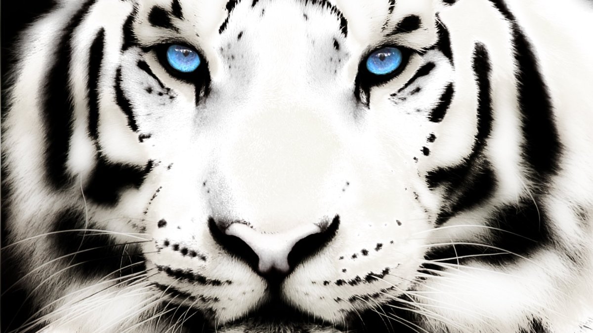 Белый тигр рисунок