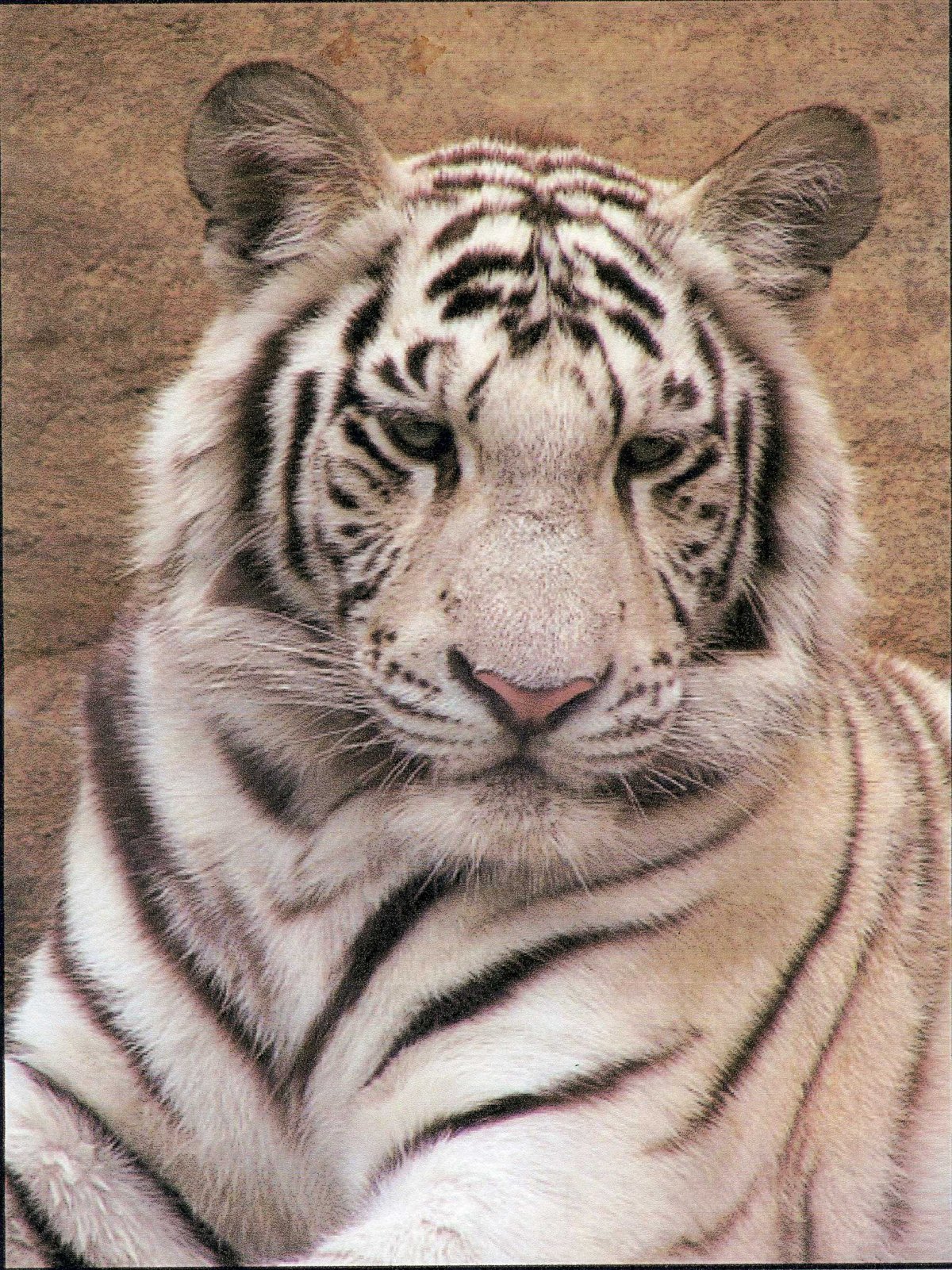 Белый тигр Мудрый