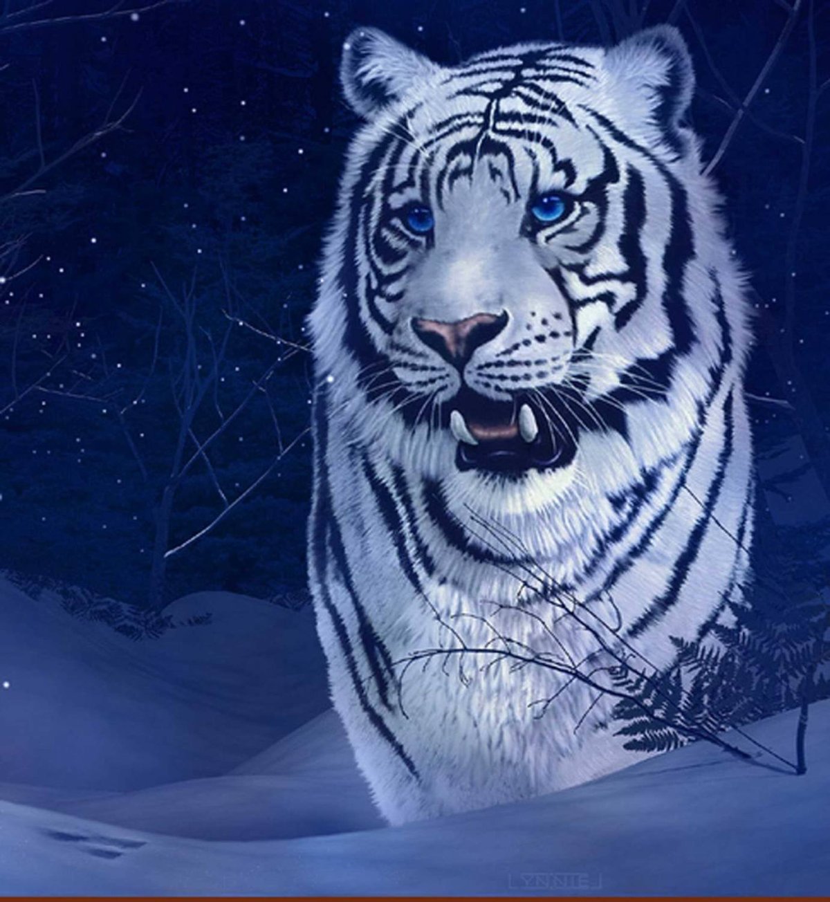 Голубоглазый белый тигр