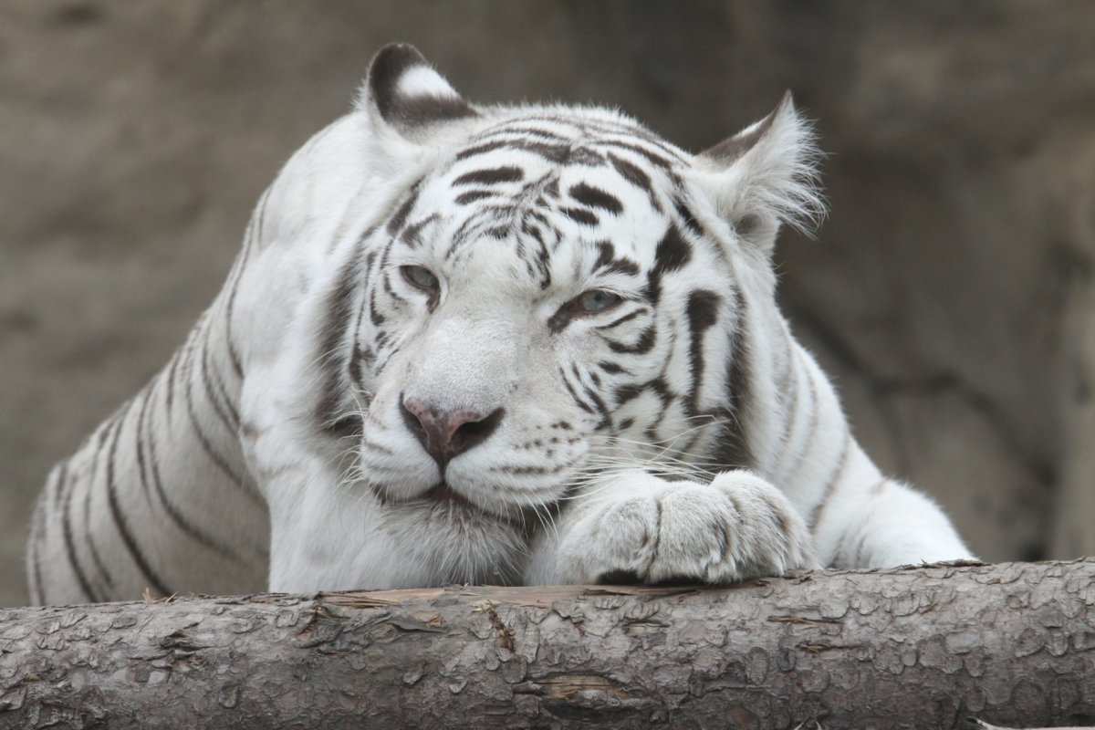 Тигр альбинос