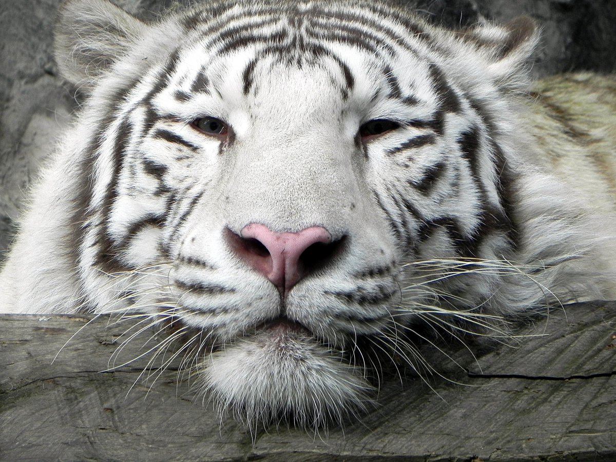 Белый тигр аватарка