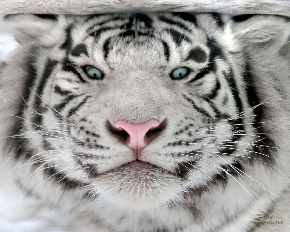 Белый тигр портрет