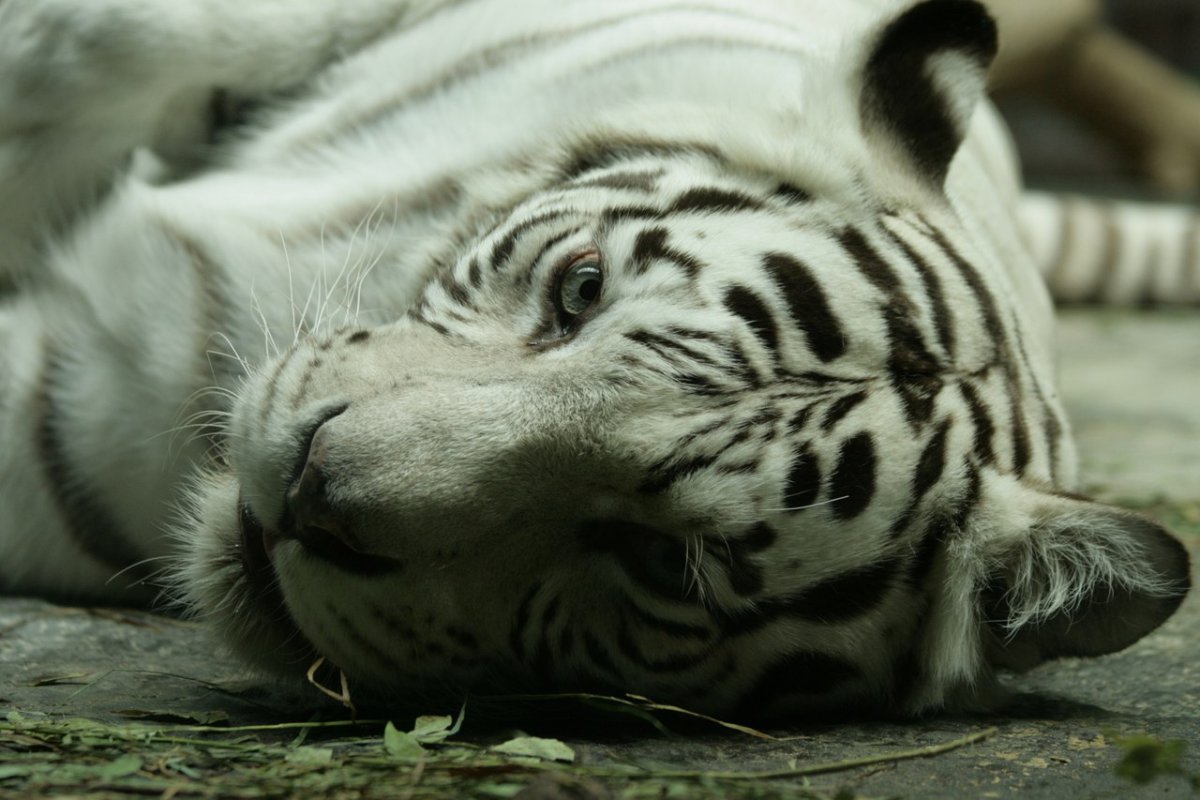 Тигр зевает