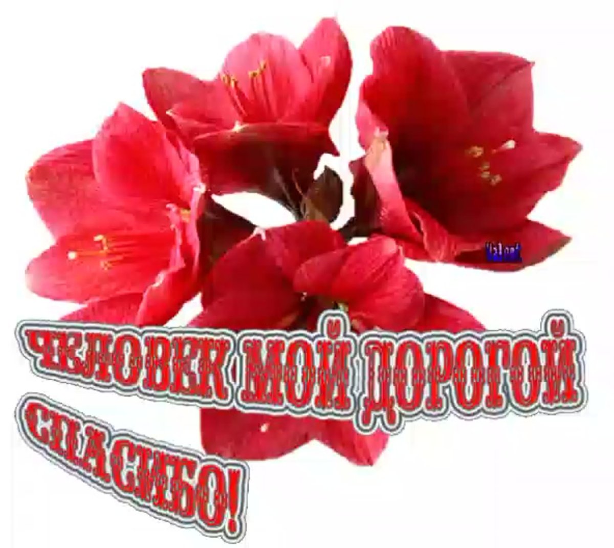 Спасибо мужчине