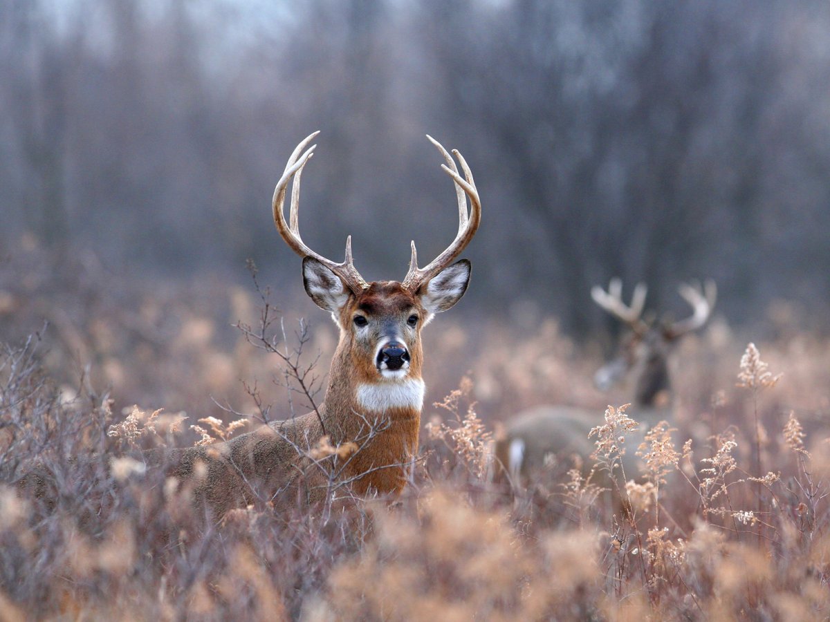 Нежные цветы и дети