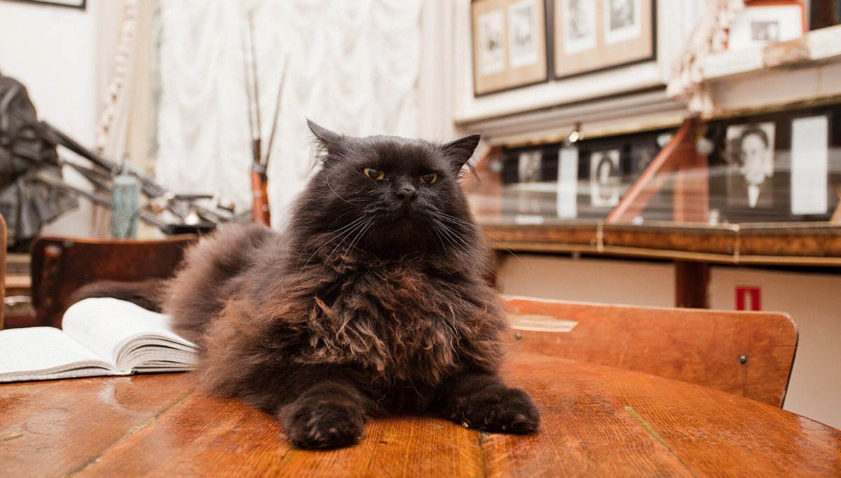 Воланд фильм 2023 кот Бегемот