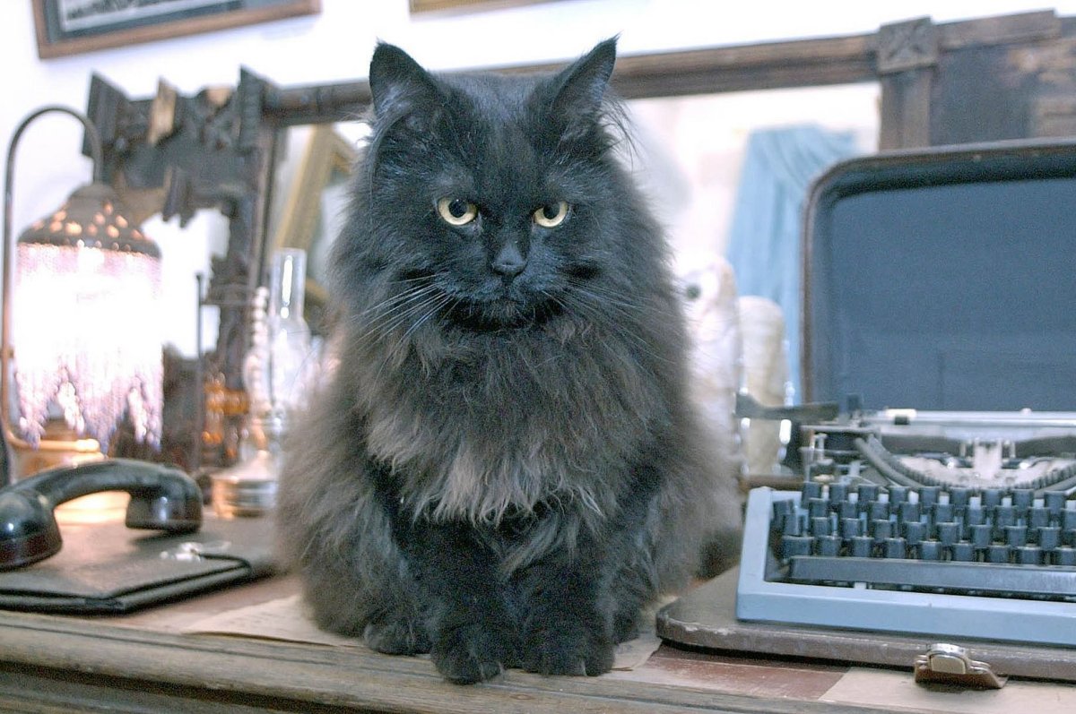 Кот Бегемот из мастера и Маргариты