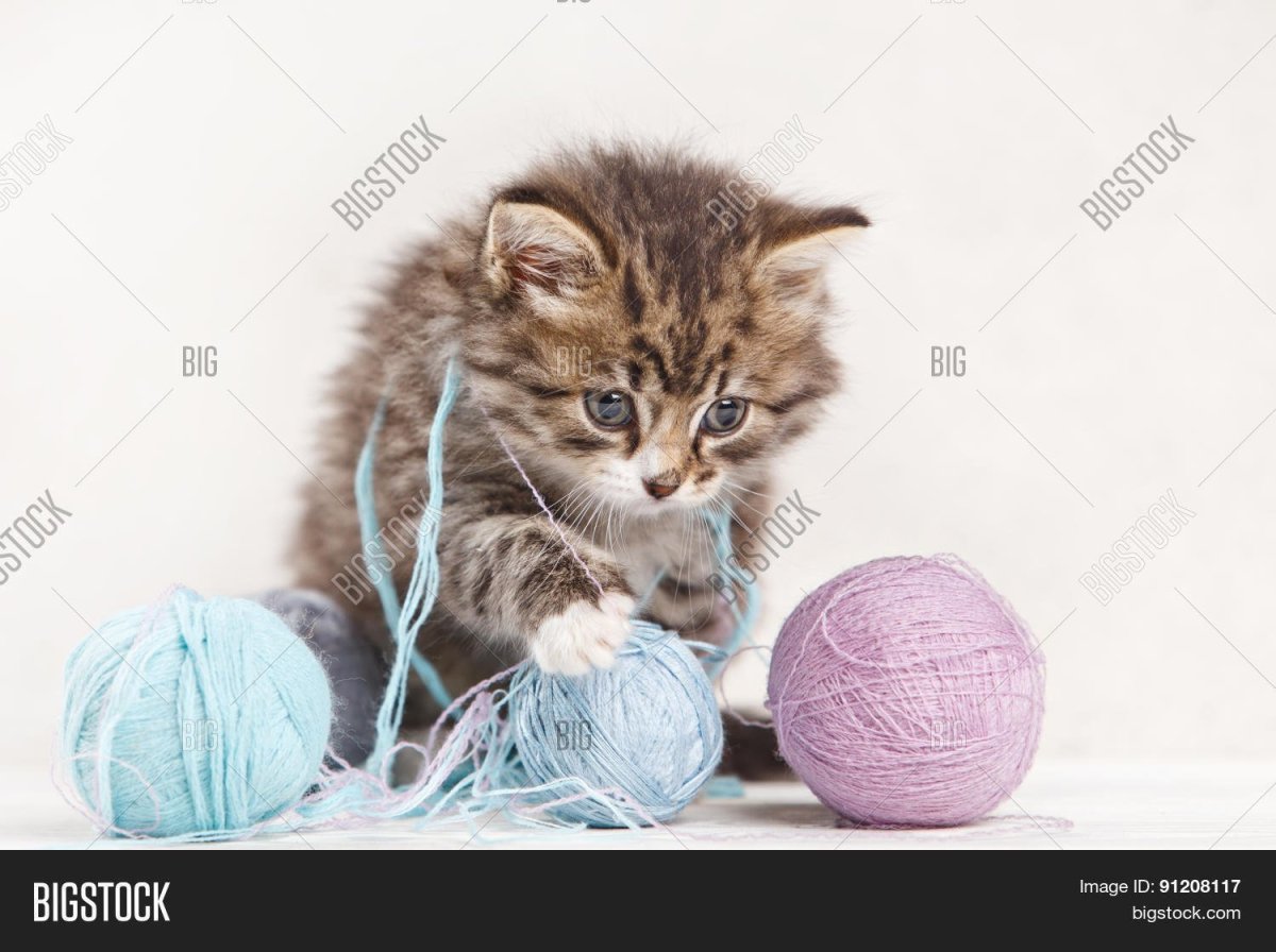 Белый кот клубочком