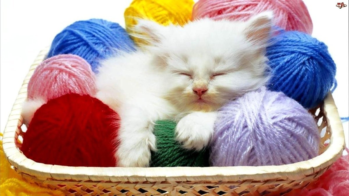 Котенок и пряжа