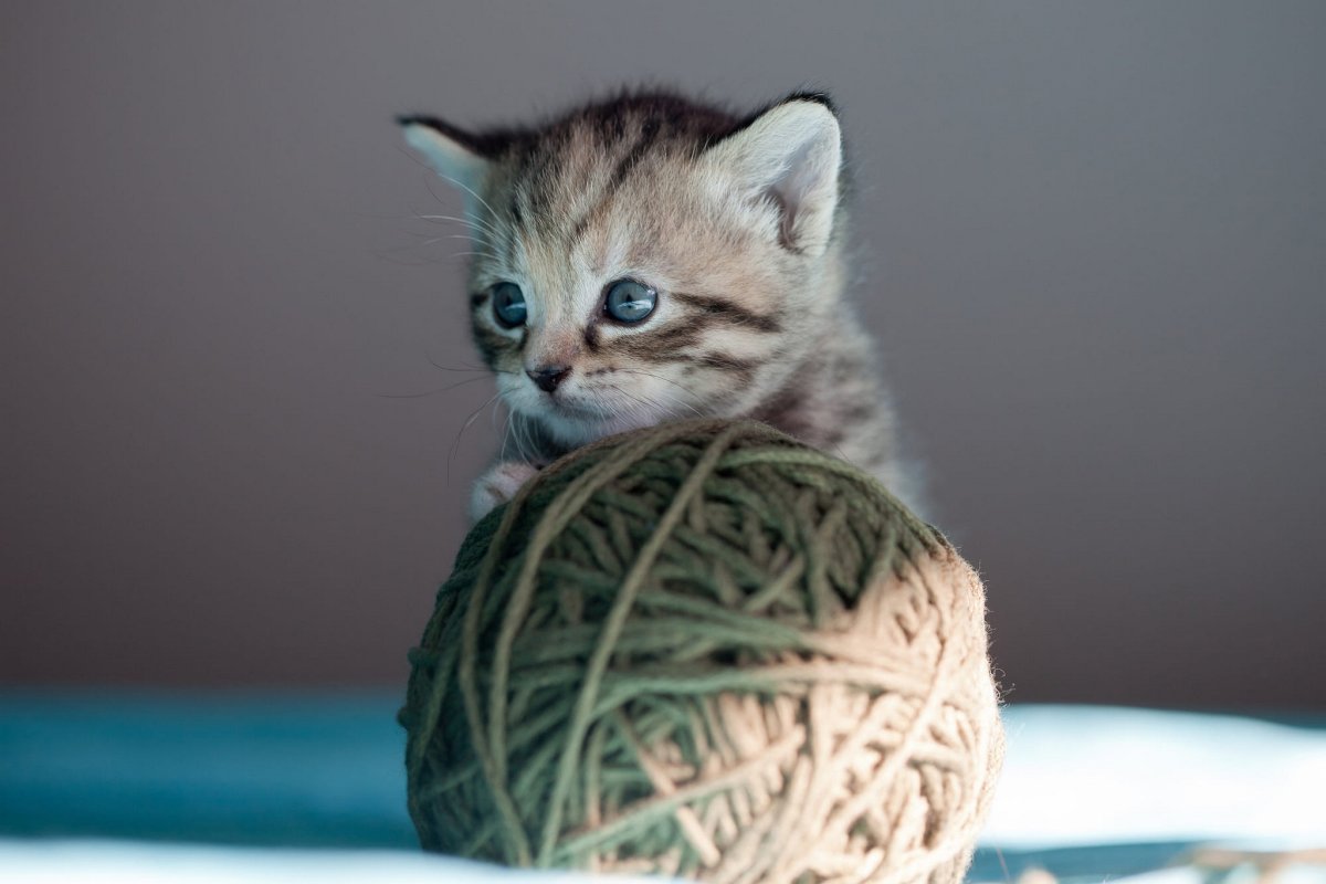 Котёнок и клубок