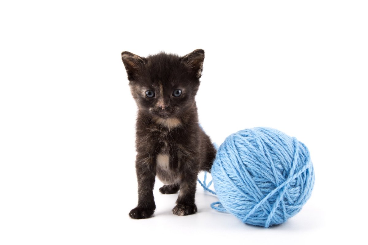 Котёнок и клубок