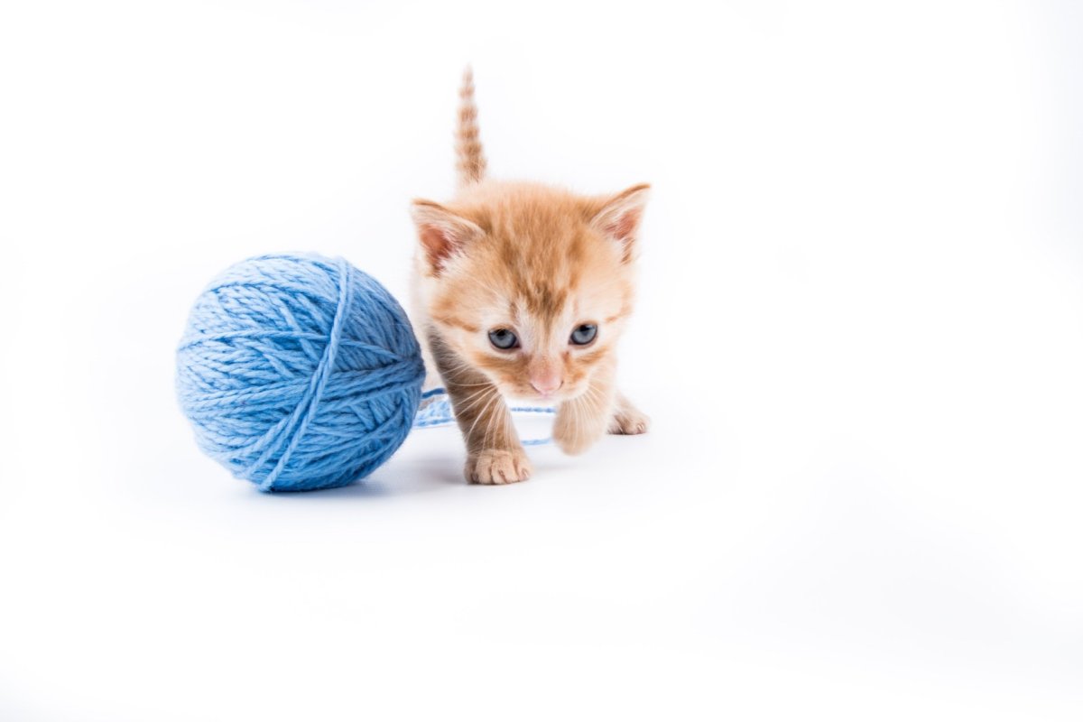 Кошка с клубком