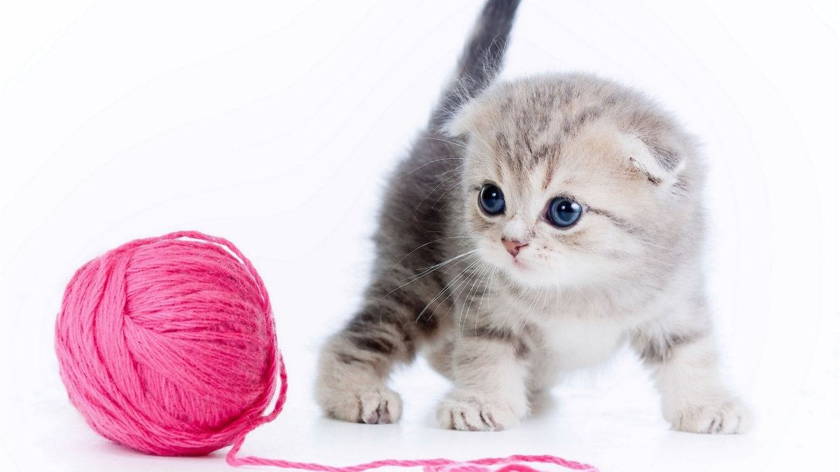 Маленький котенок