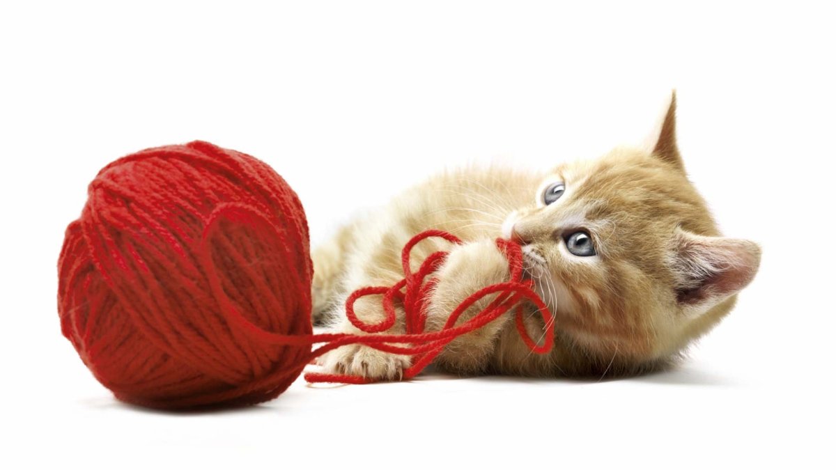 Кот с клубком