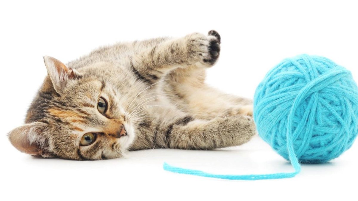 Кошка играется с клубком