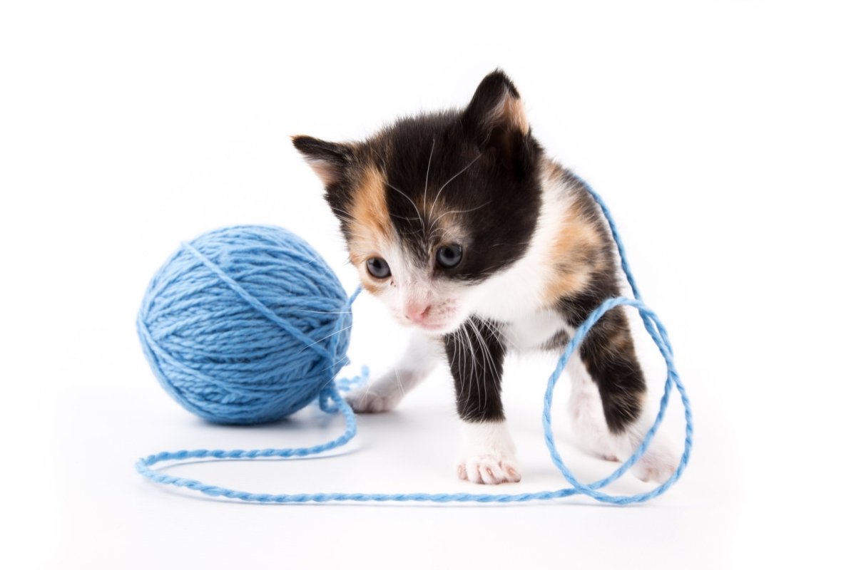 Котёнок и клубок