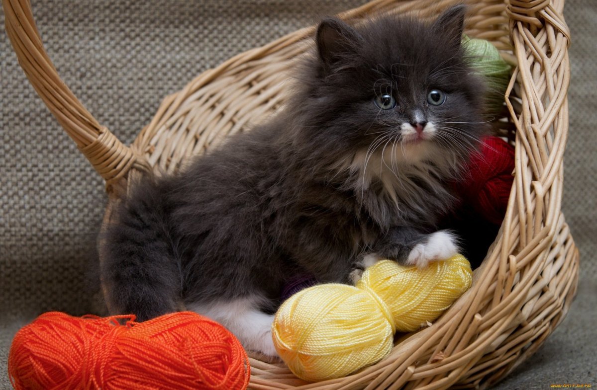 Пушистые котята