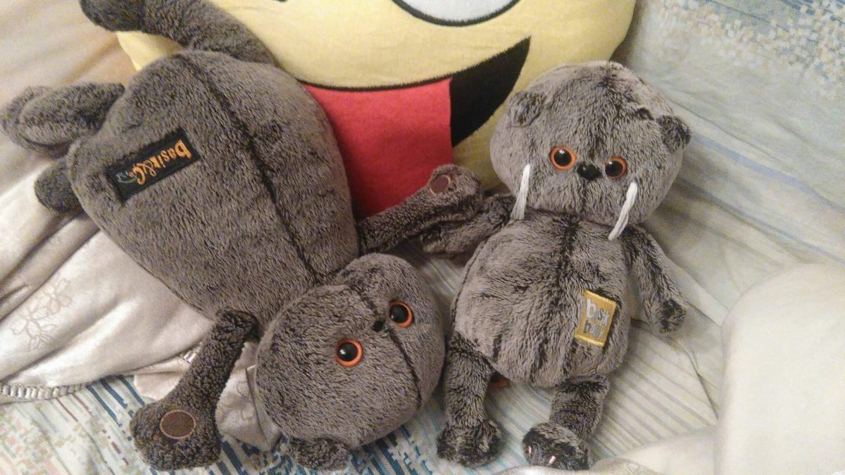 Бассик батон Басик кот