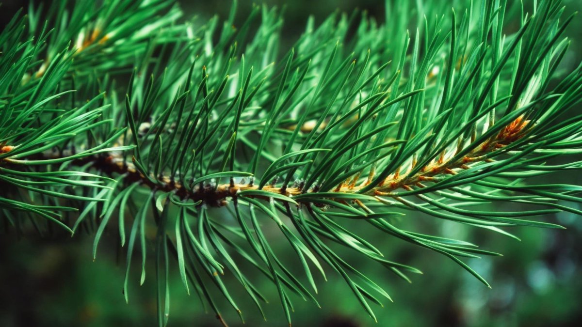 Еловая, Пихтовая, Сосновая лапы