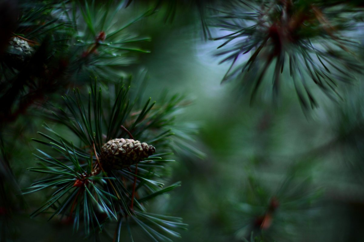 Сосна колючая