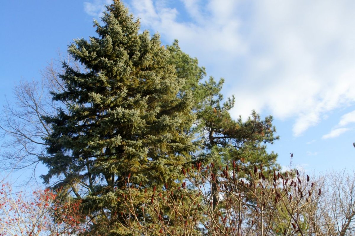 Ель и сосна вместе