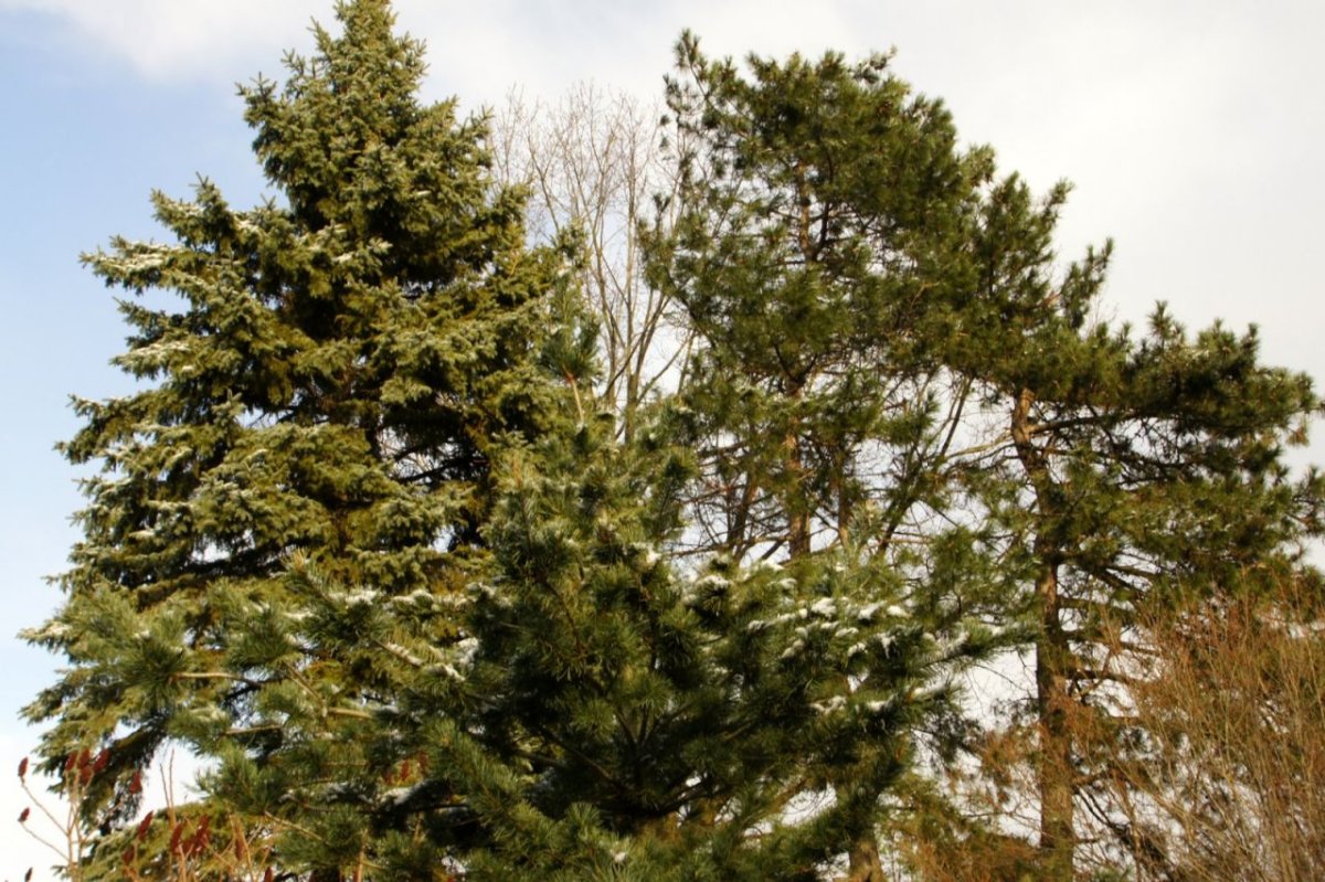 Green Trees сосна Уральская 16