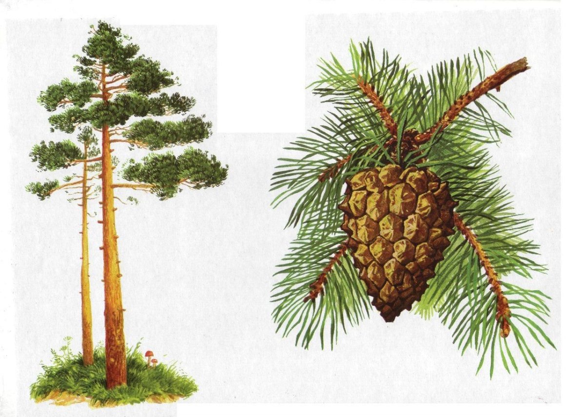 Три сосны на белом фоне