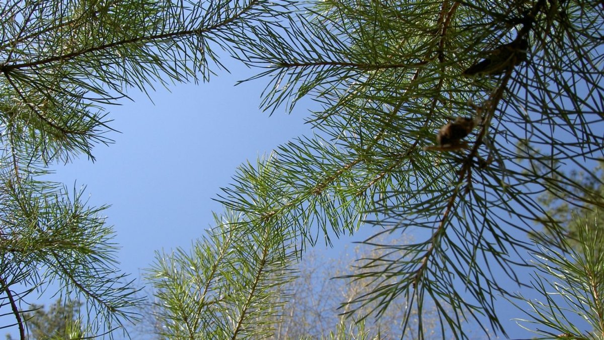 Дерево для детского сада