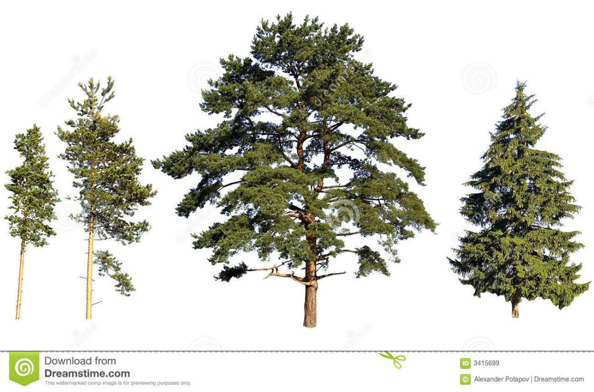 Ель сосна Кедровая сосна пихта лиственница