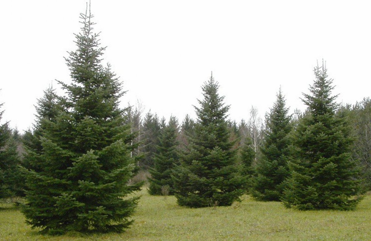 Этапы роста сосны