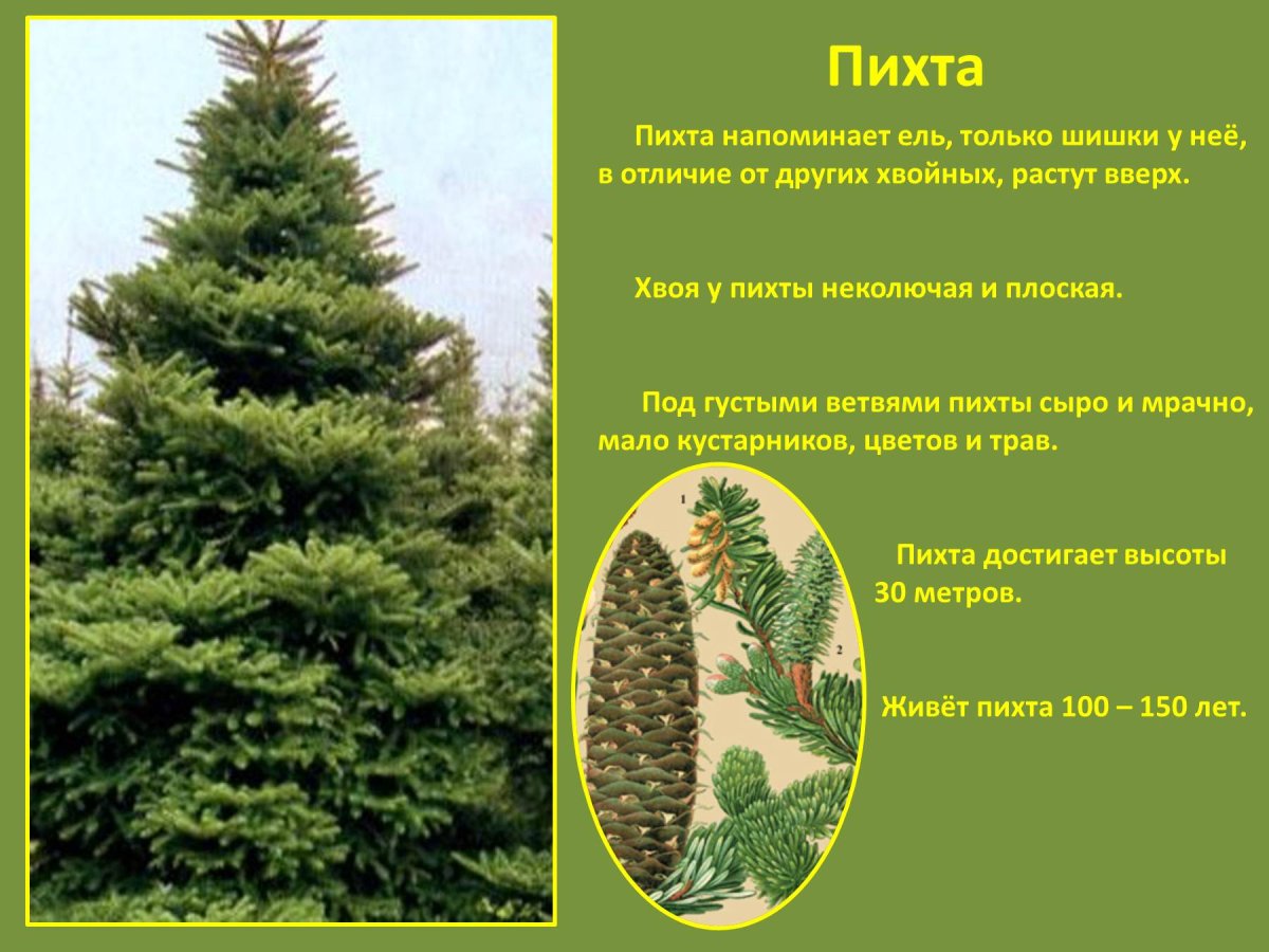 Хвоинки дерева сосна Кедровая