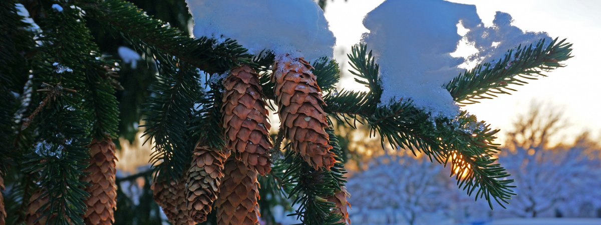 Сосна Удмуртия Егоровцы