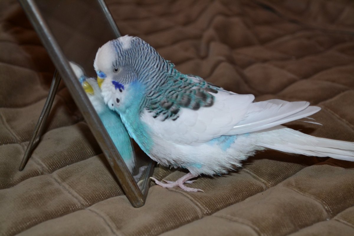 Белый волнистый попугай