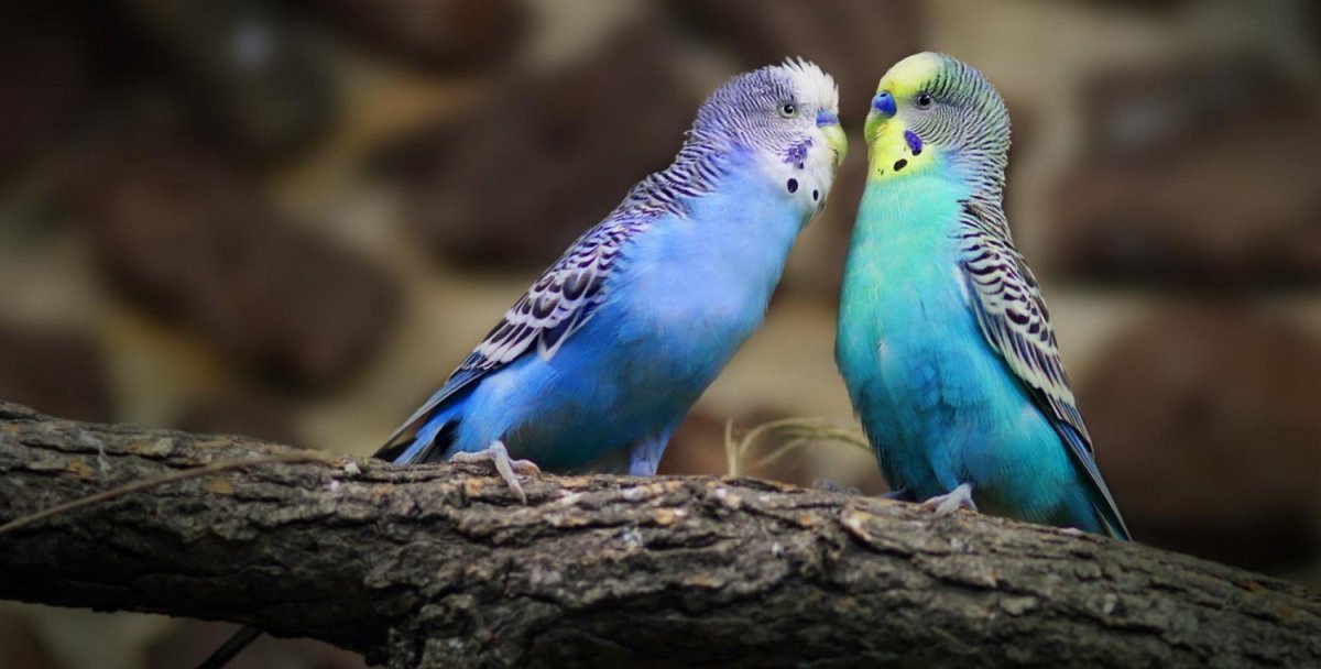 Попугай волнистый бирюзовый с желтым