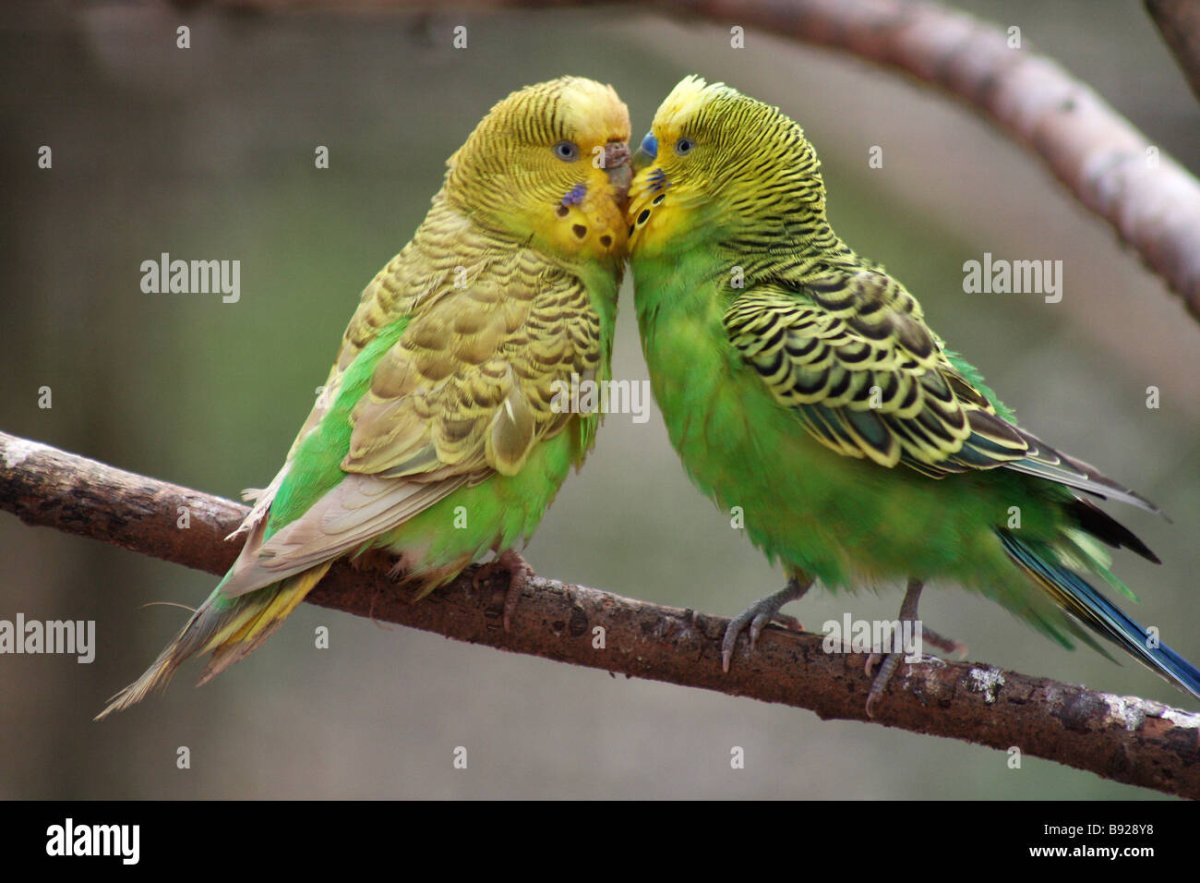 Попугай Баджи