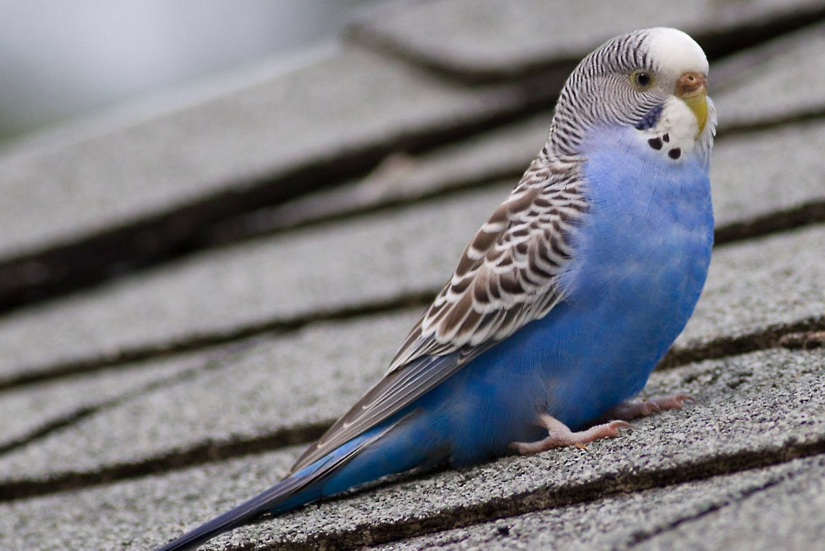 Волнистый попугайчик голубого цвета