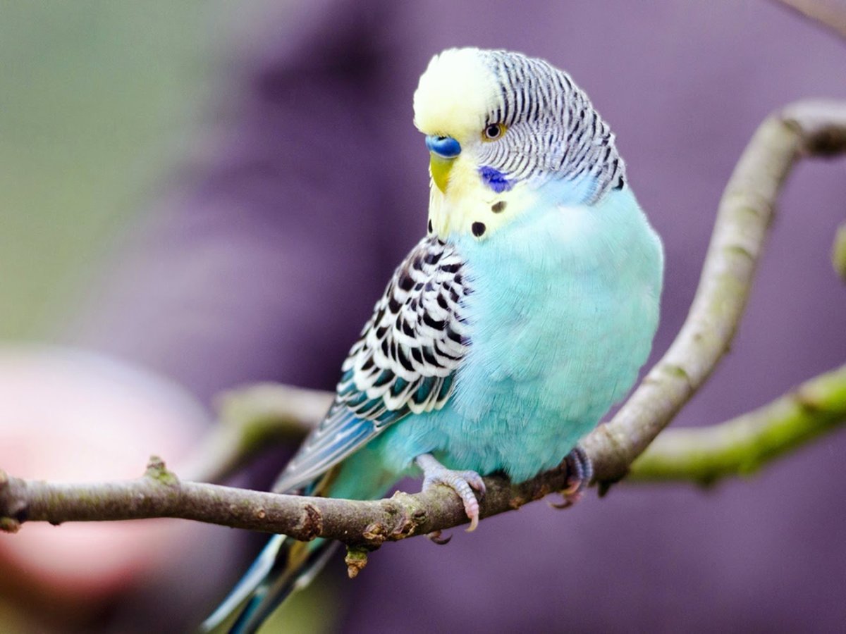 Волнистый попугайчик голубой