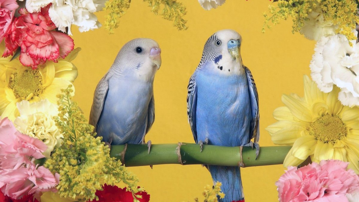 Волнистый попугай Арлекин