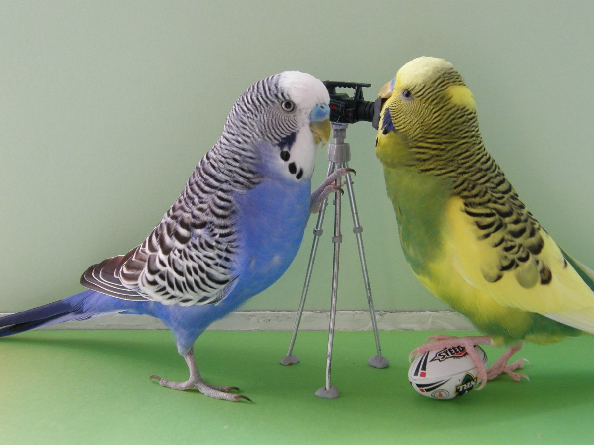 Волнистый попугай волнистый попугай