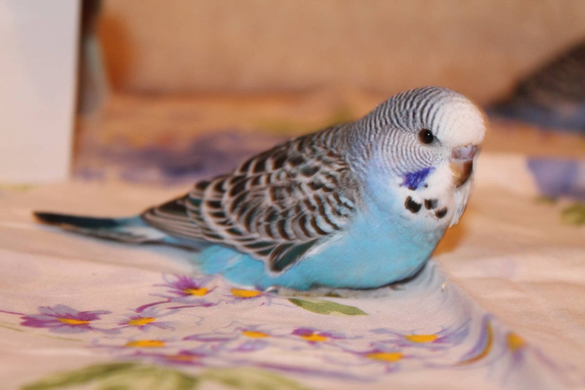 Волнистый попугай мальчик