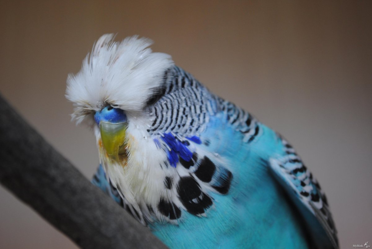 Попугайчик волнистый (Melopsittacus undulatus)