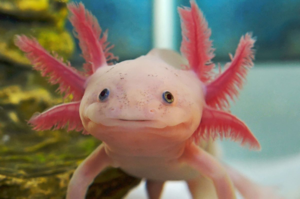 Аксолотль Лунтик