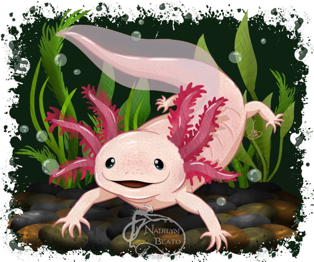 Аксолотль Чиби кавай