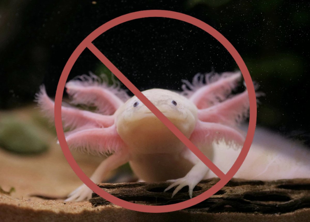 Королевский аксолотль