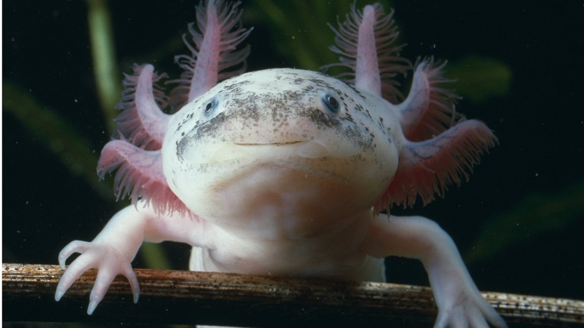 Мексиканская ходячая рыба аксолотль