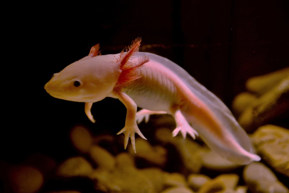 Тигровый аксолотль