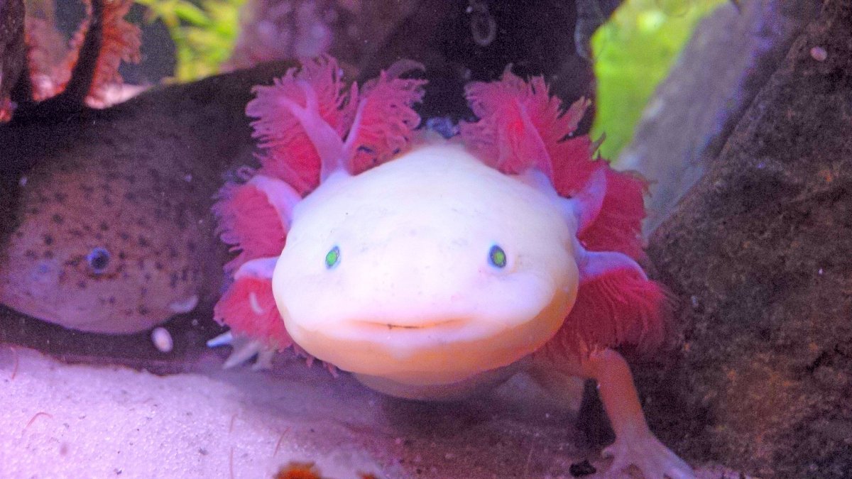 Аксолотль розовый